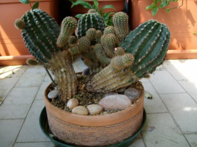 echinopsis