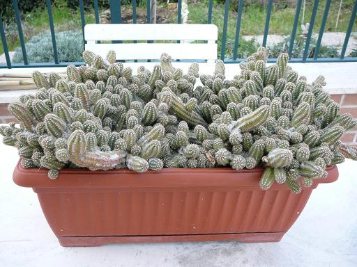 echinopsis