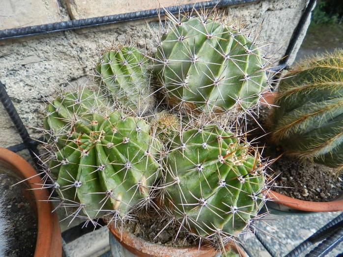 Echinopsis