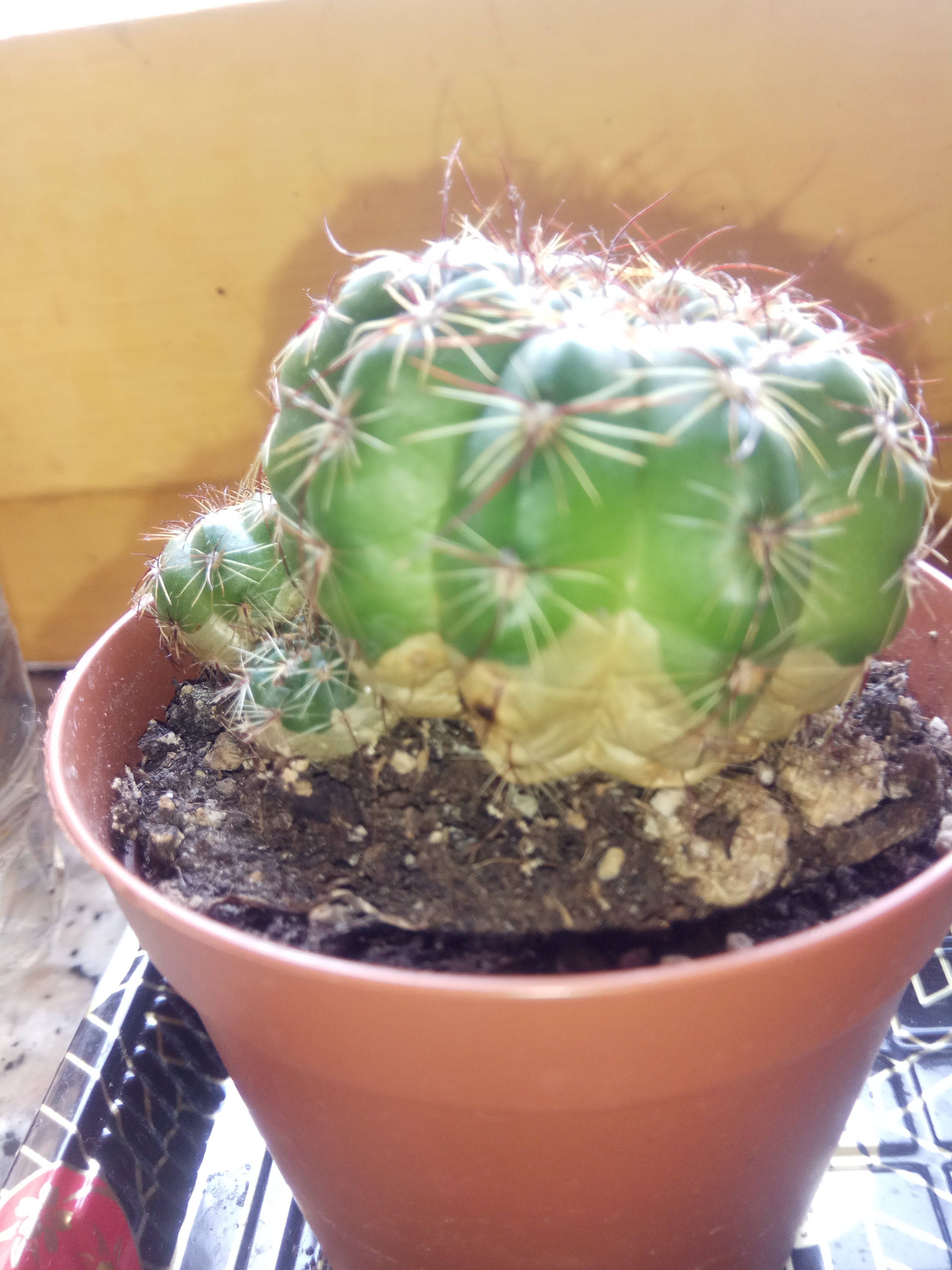 Echinopsis