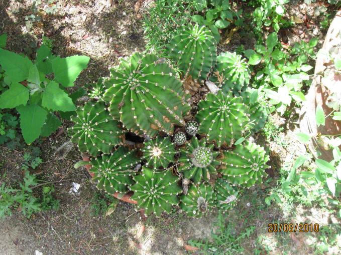 echinopsis.