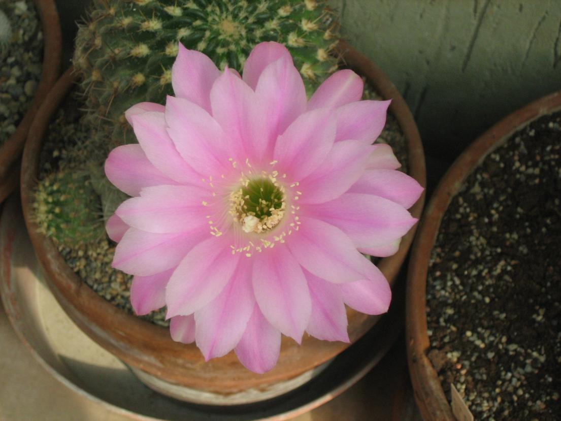 Echinopsis