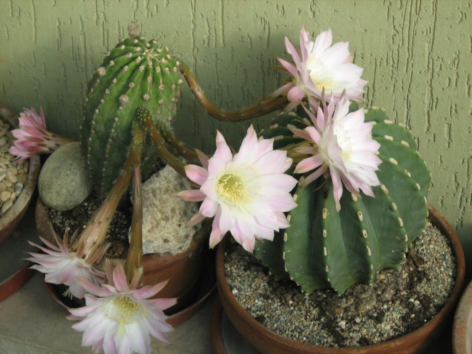 Echinopsis