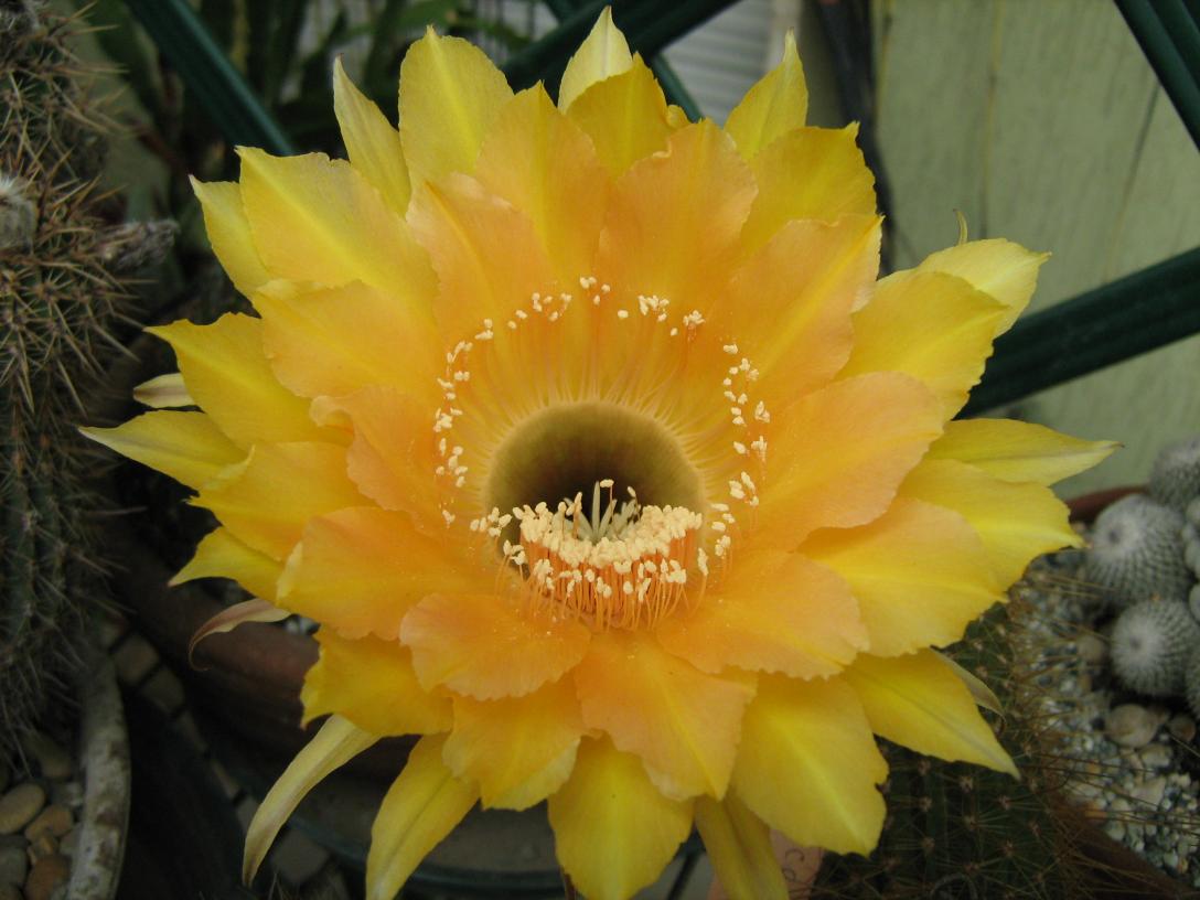 Echinopsis