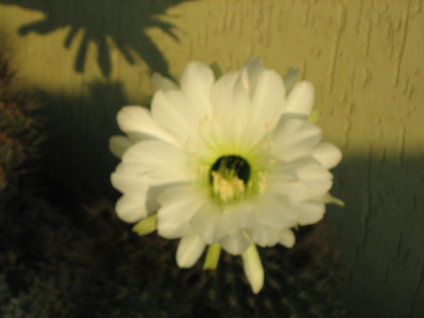 Echinopsis