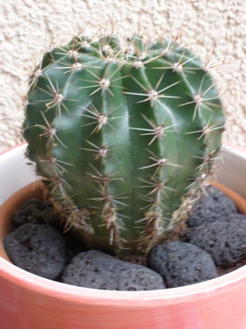 Echinopsis