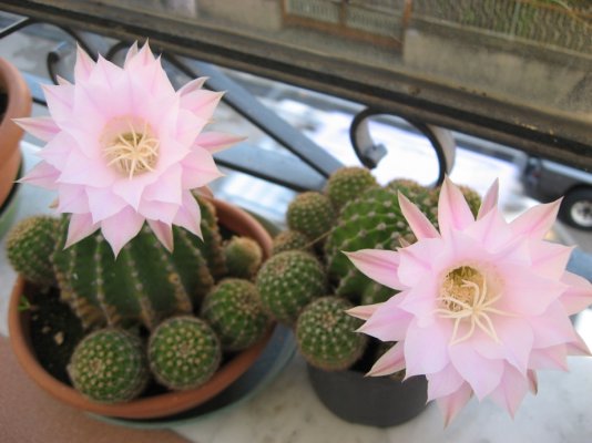 Echinopsis