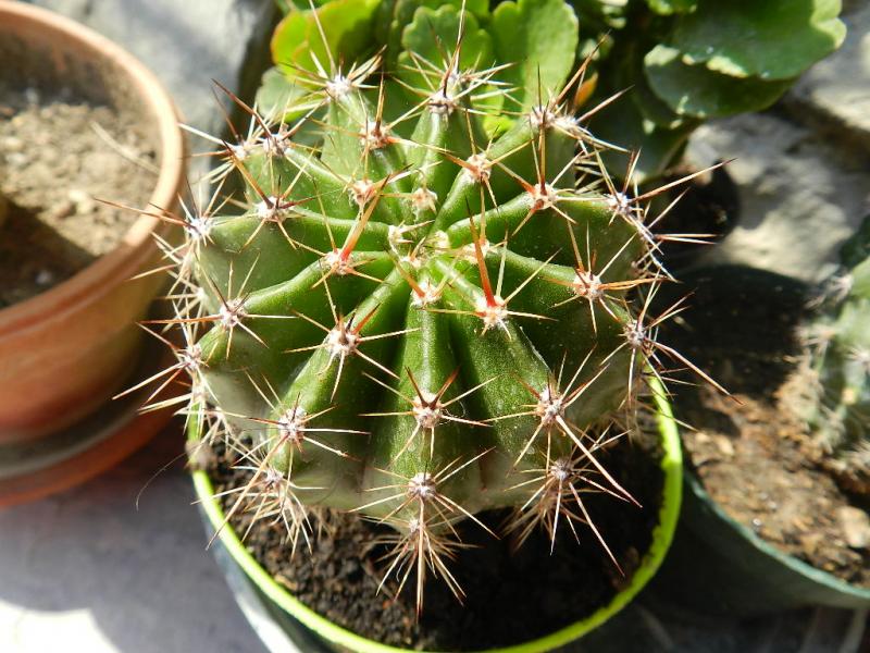 Echinopsis2