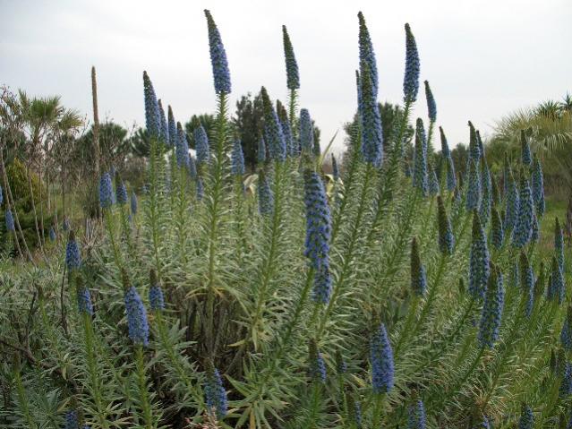 Echium candicans