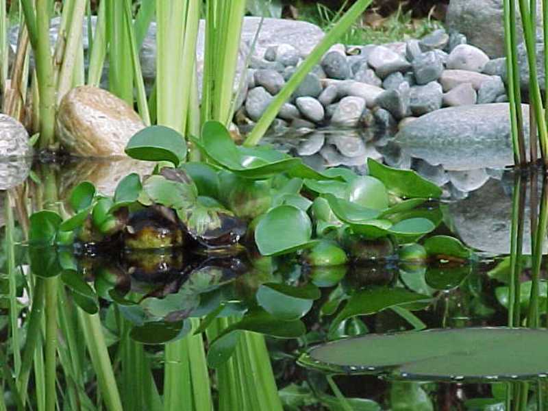 Eichhornia crassipes - Giacinto d'acqua