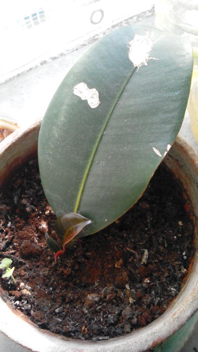 ELASTICA TALEA DA FOGLIA