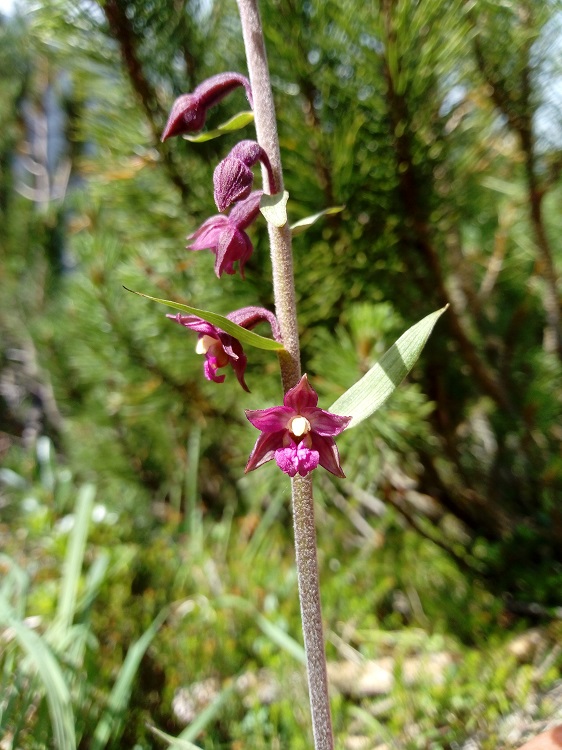 Epipactis atrorubens 2.jpg
