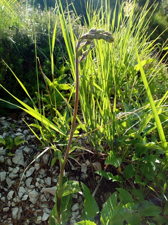Epipactis atrorubens 3.jpg