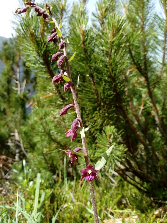 Epipactis atrorubens.jpg