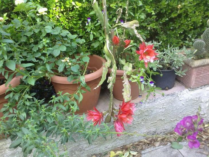 epiphyllum