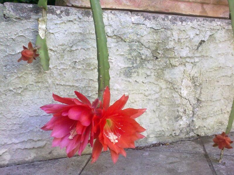 epiphyllum2
