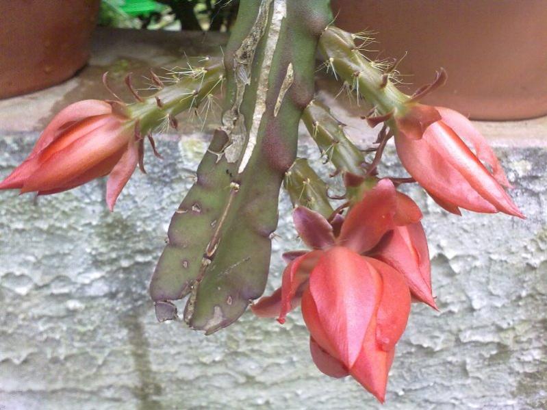 epiphyllum3