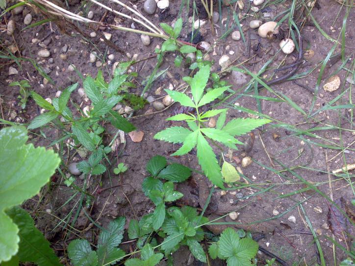 erba menta
