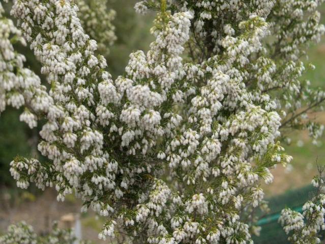 Erica arborea