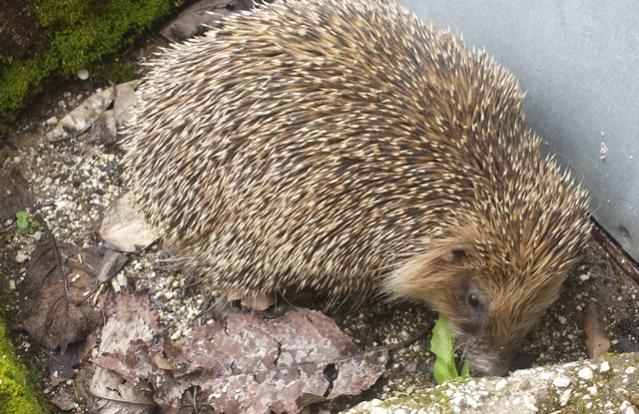 Erinaceus europaeus marzo 2015