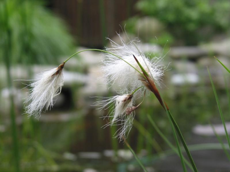 Eriophorum angustifolium - Pennacchi