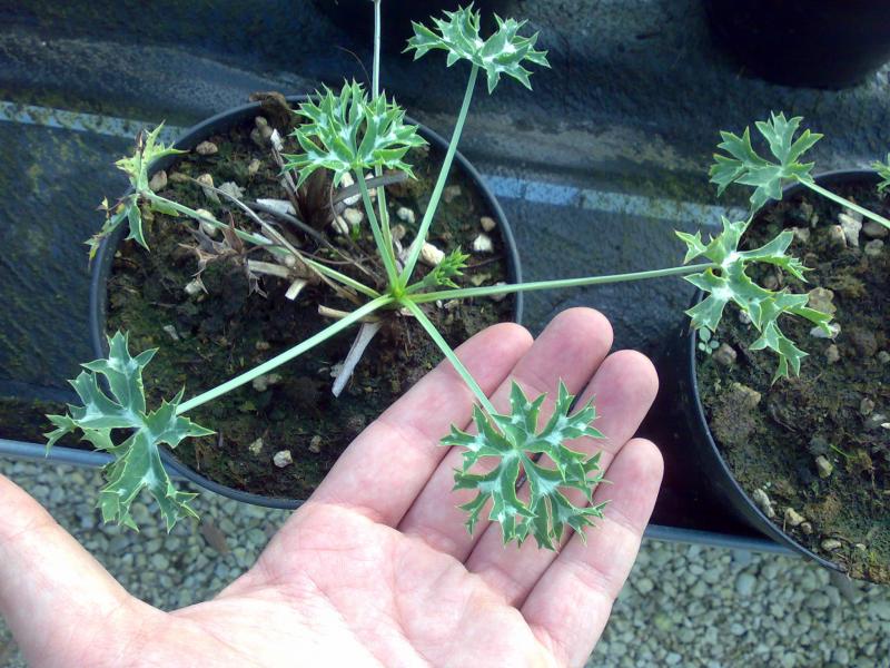 Eryngium burgatii 'Graham Stuart Thomas'