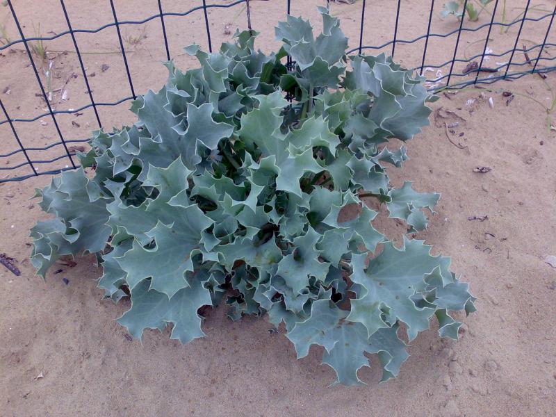 Eryngium maritimum