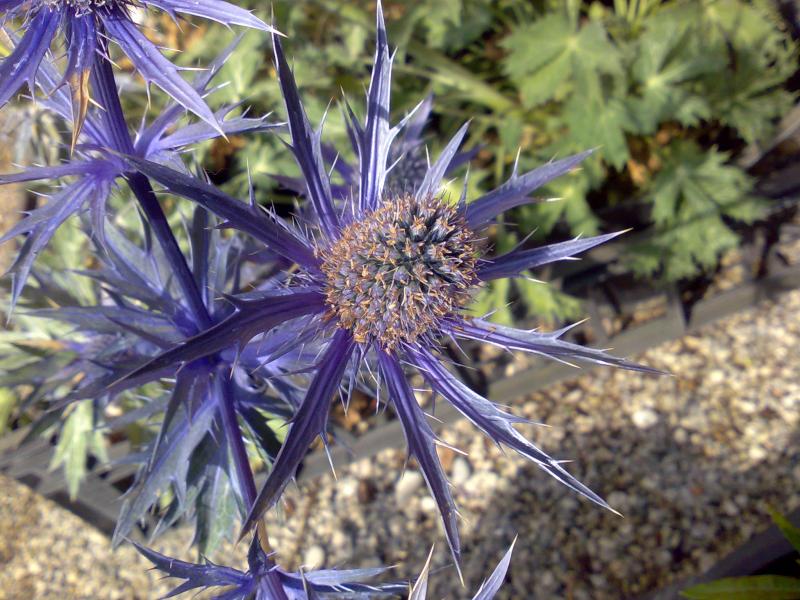 eryngium priolano