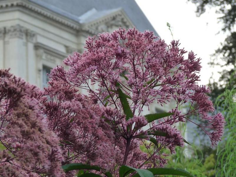 Eupatorium Purpureum