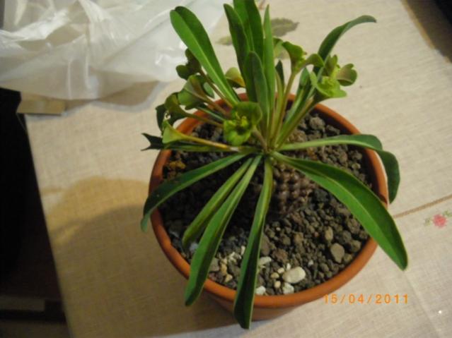 Euphorbia bupleurifolia  (2)