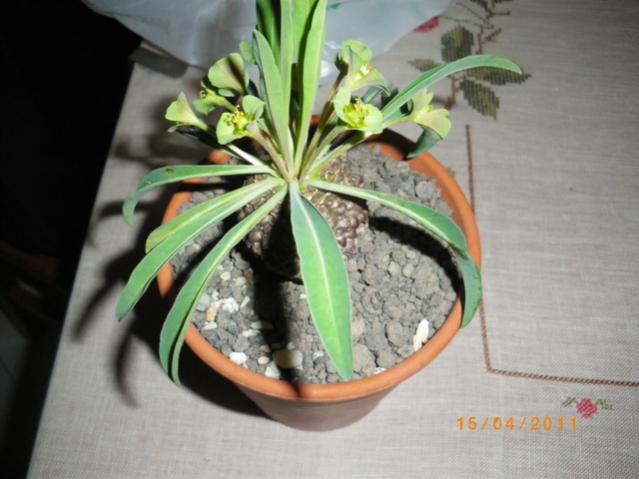 Euphorbia bupleurifolia  (3)