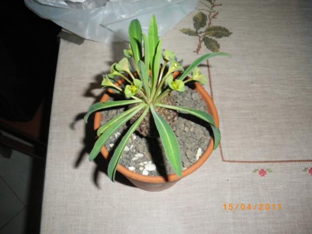 Euphorbia bupleurifolia  (4)