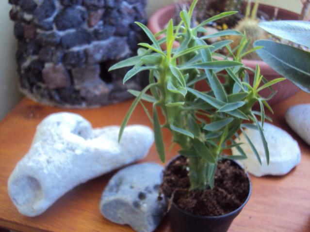 euphorbia clava?