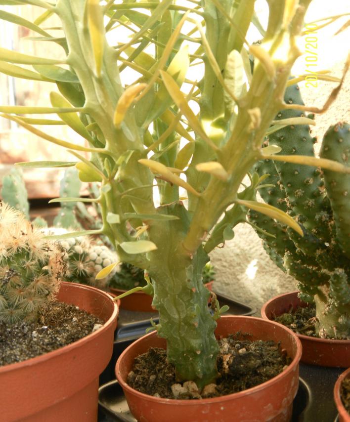 euphorbia clava