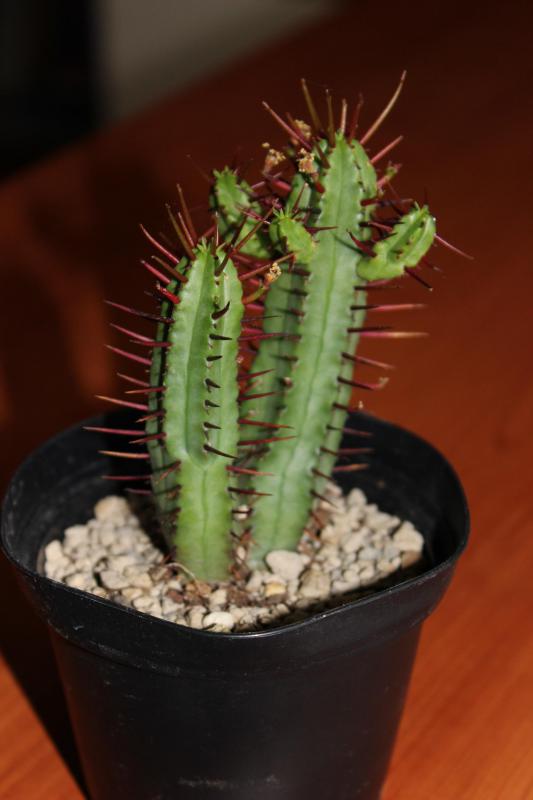 Euphorbia enopla