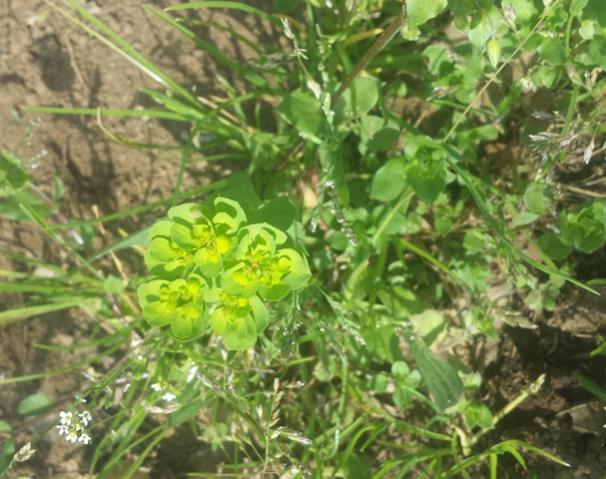 Euphorbia esula