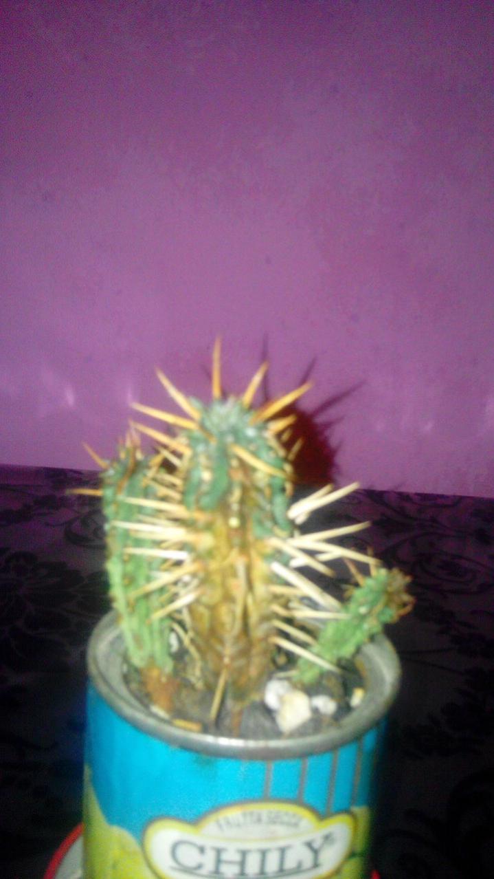 Euphorbia ferox