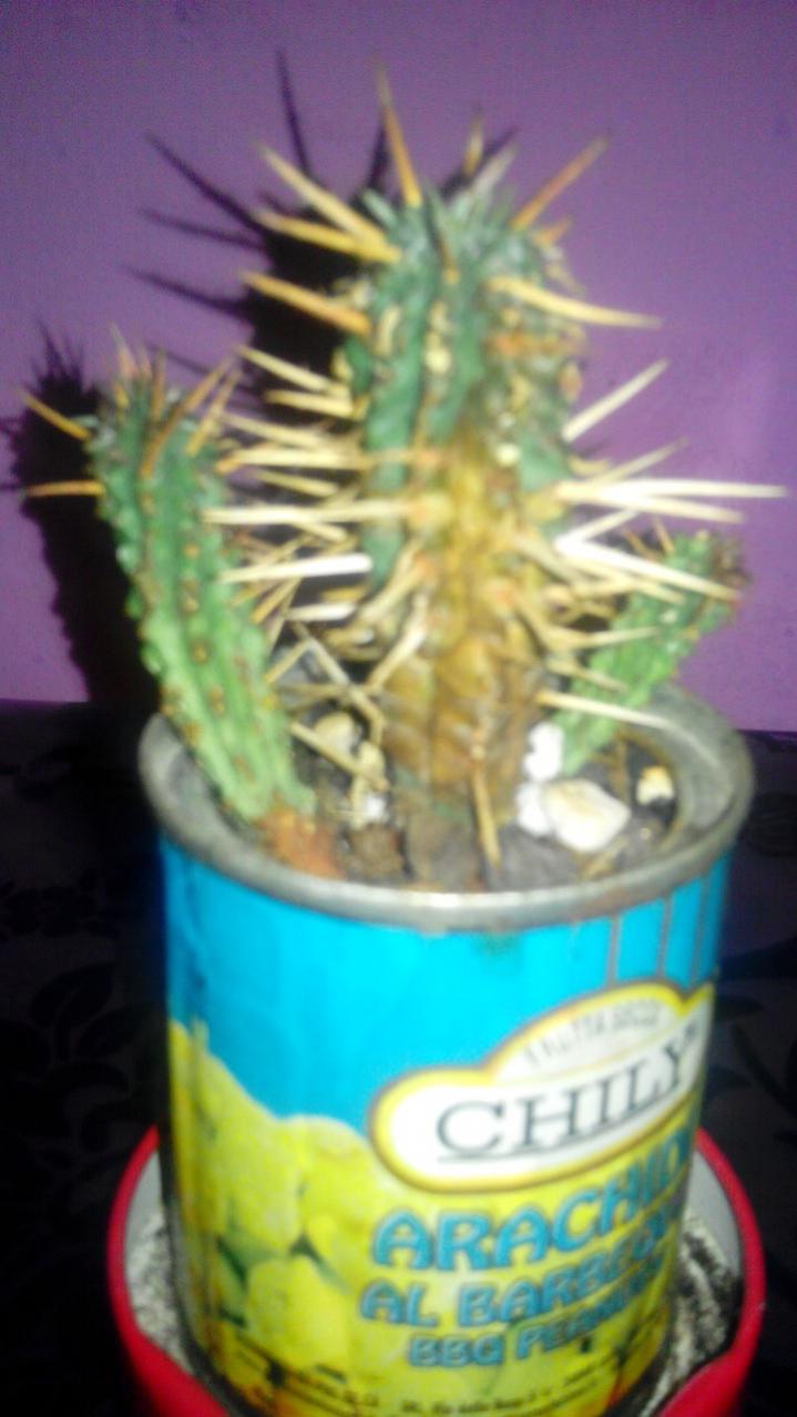 Euphorbia ferox