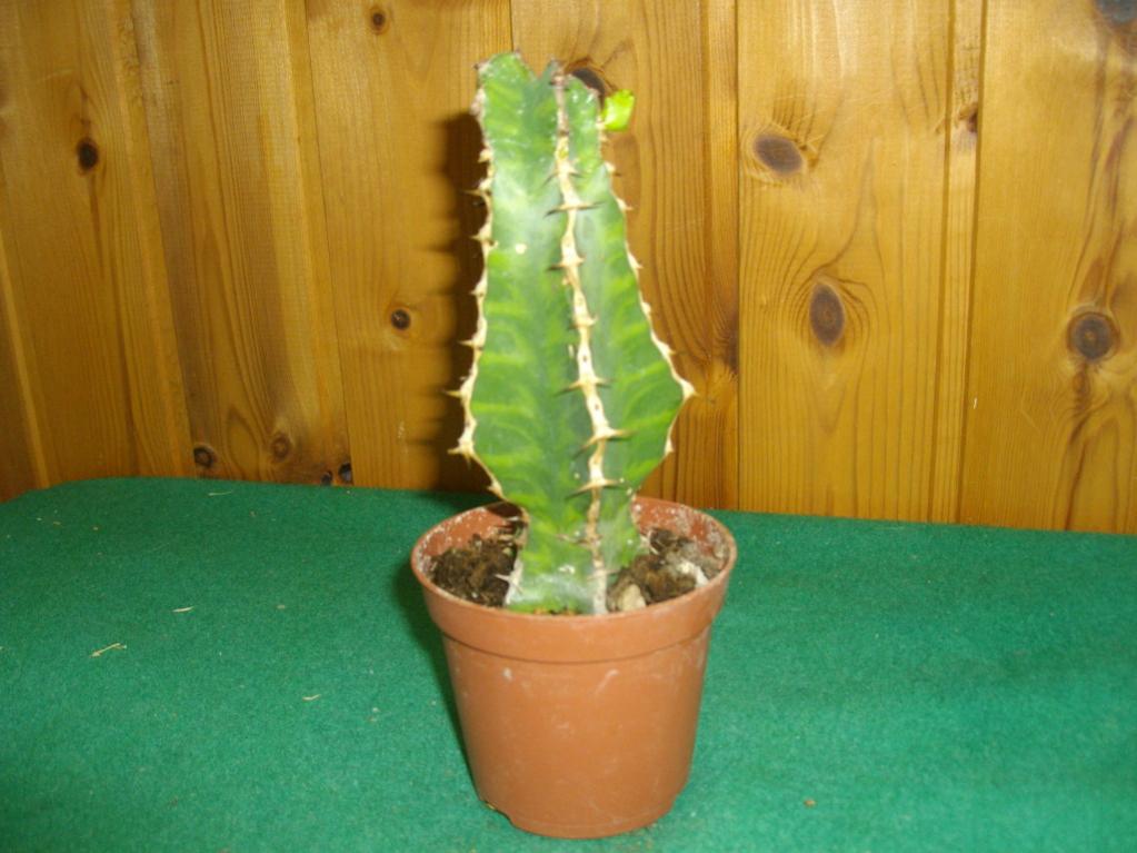 Euphorbia Grandicornis
1906201001