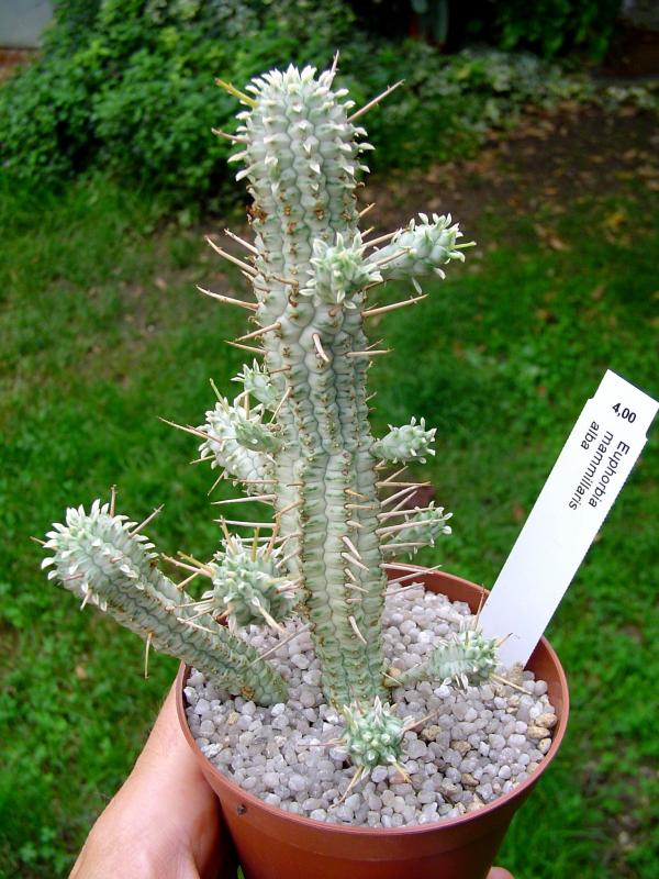 Euphorbia mammillaris alba