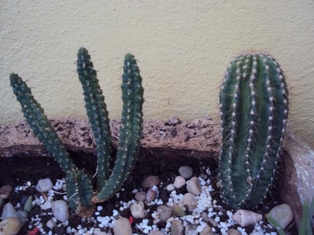 euphorbia mammillaris
neobuxbaumia polylopha