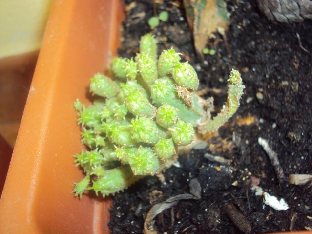 euphorbia mammillaris