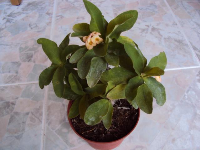 euphorbia milii