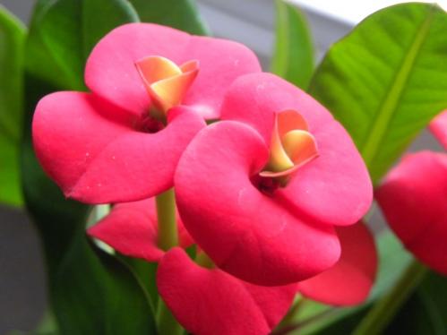 Euphorbia Milii -&