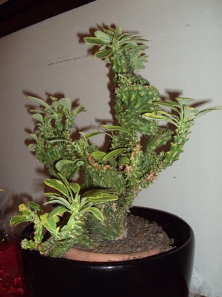 Euphorbia Neriifolia crestato