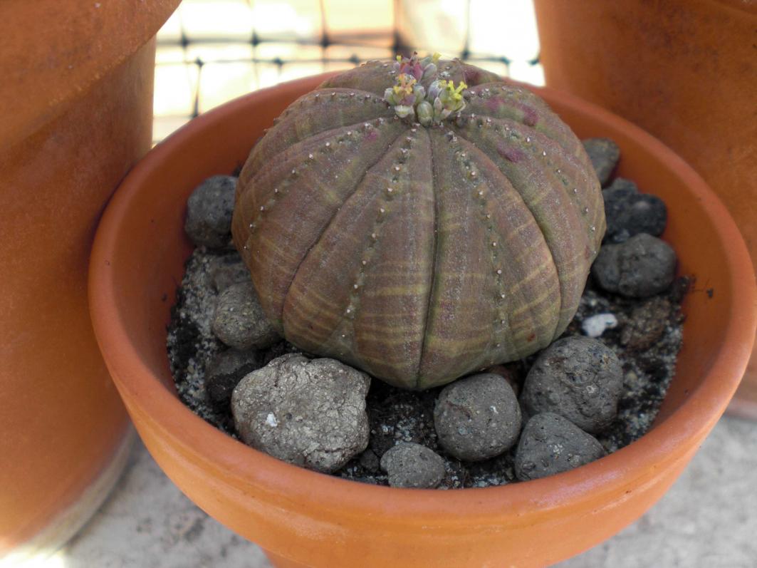 Euphorbia obesa