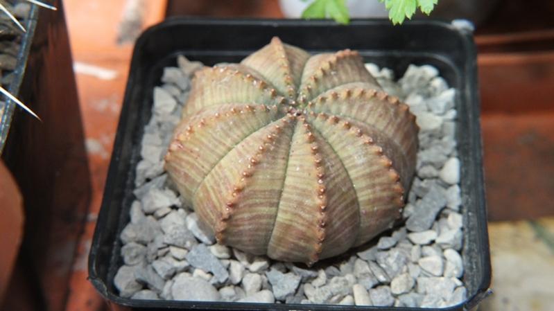 Euphorbia obesa