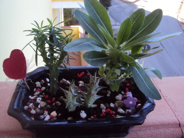 euphorbia pachipodium caralluma