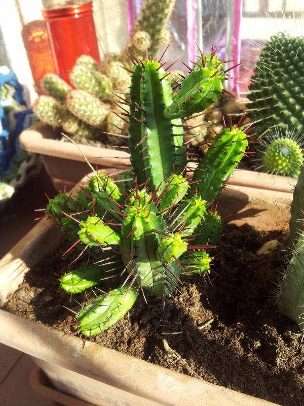 euphorbia pentagona