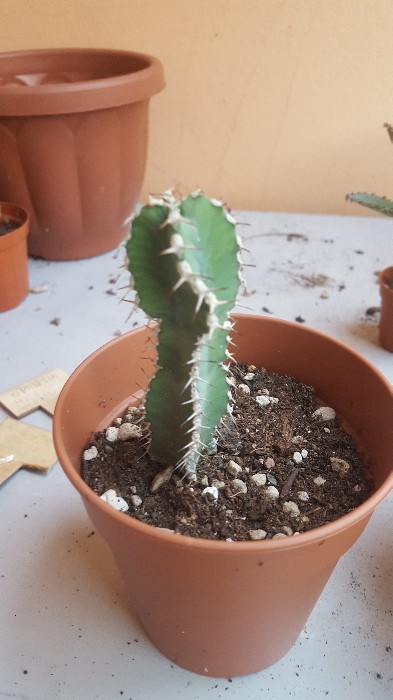 Euphorbia Polyacantha